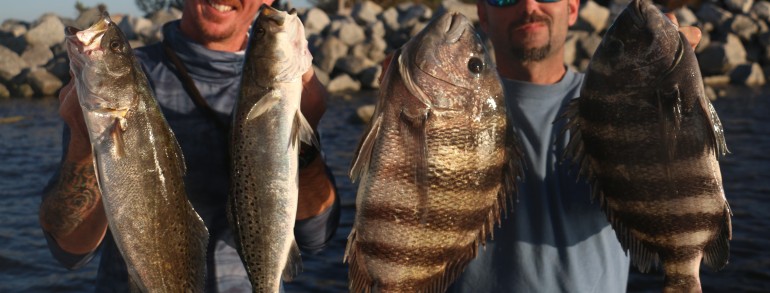 Couple of solid Sheepshead and Speckled Sea Trout
