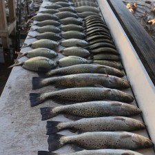 Looks like a seafood market