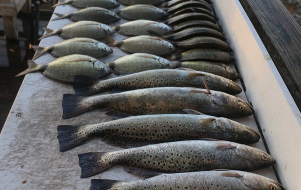 Looks like a seafood market