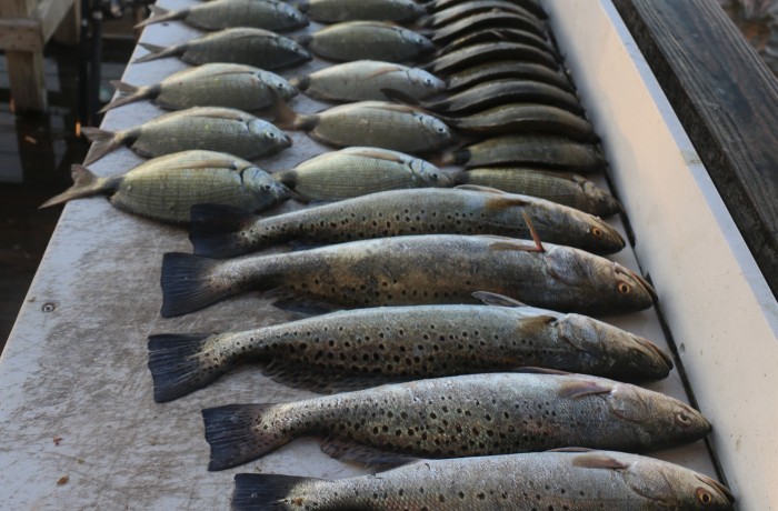 Looks like a seafood market