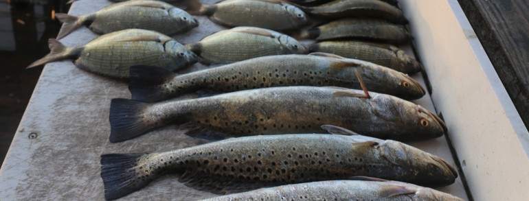 Looks like a seafood market