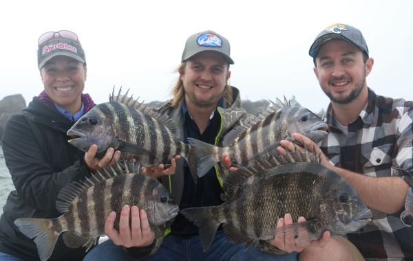 4 chunky Sheepshead