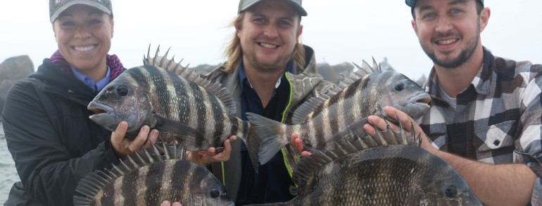 4 chunky Sheepshead