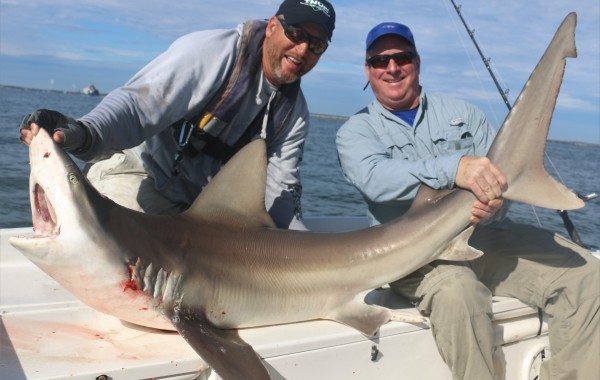 130 pound Sandbar Shark