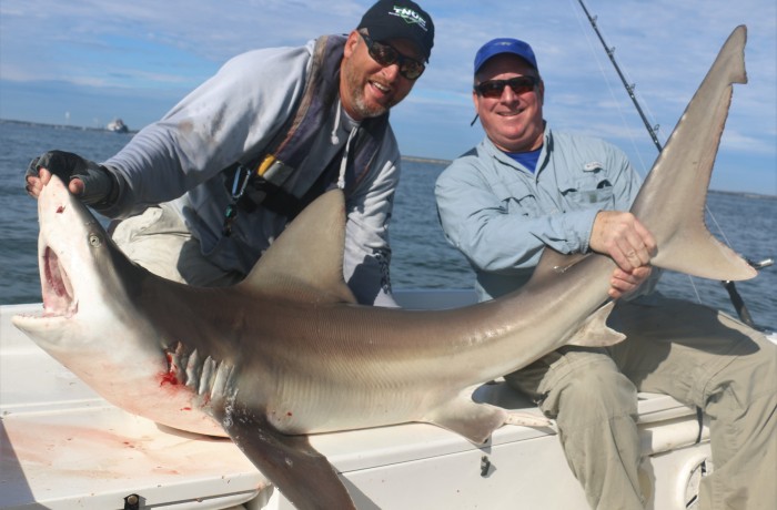 130 pound Sandbar Shark
