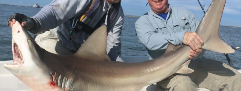130 pound Sandbar Shark
