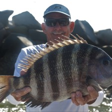 Solid 9 pound Sheepshead