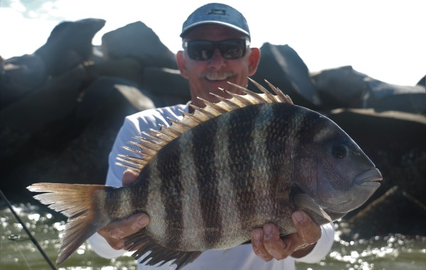 Solid 9 pound Sheepshead