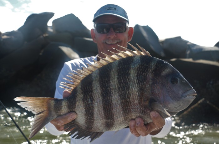 Solid 9 pound Sheepshead
