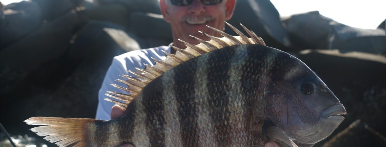 Solid 9 pound Sheepshead