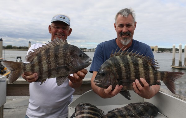 Couple of fat Sheepshead