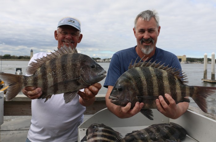 Couple of fat Sheepshead