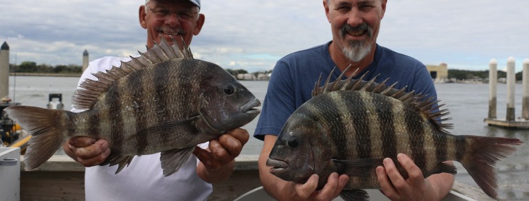 Couple of fat Sheepshead