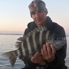7 pound Sheepshead