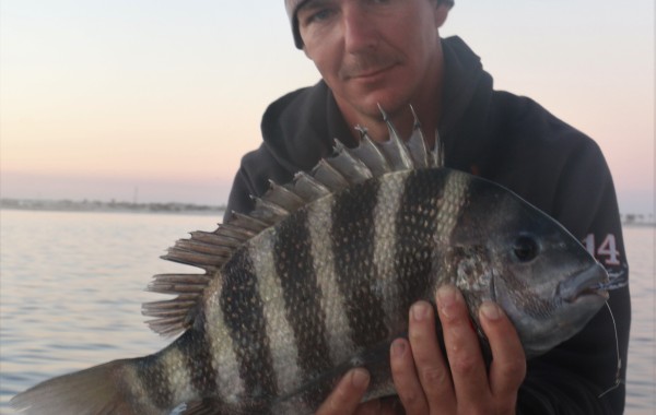 7 pound Sheepshead