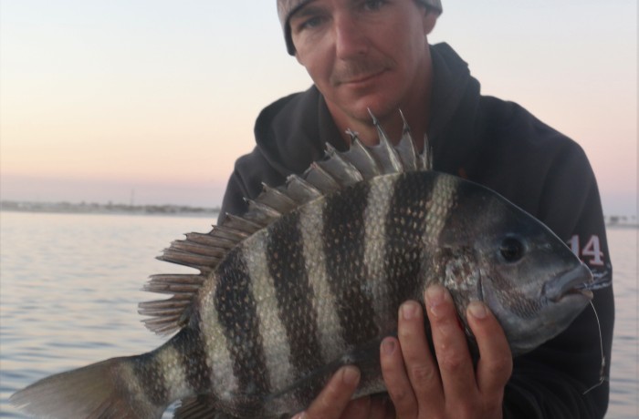 7 pound Sheepshead