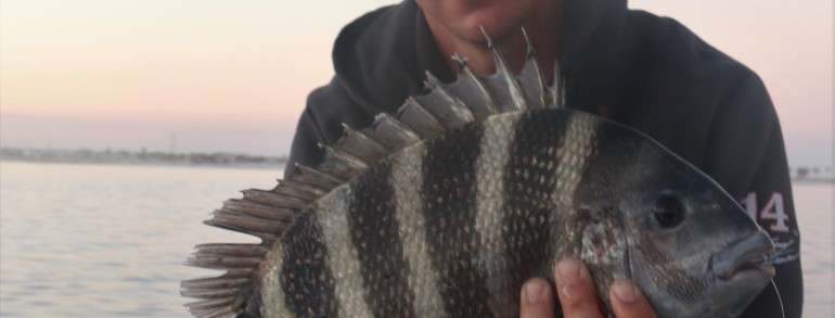 7 pound Sheepshead