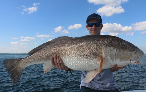 44 inch Bull Red Drum