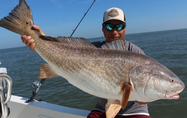 45 inch Bull Red Drum