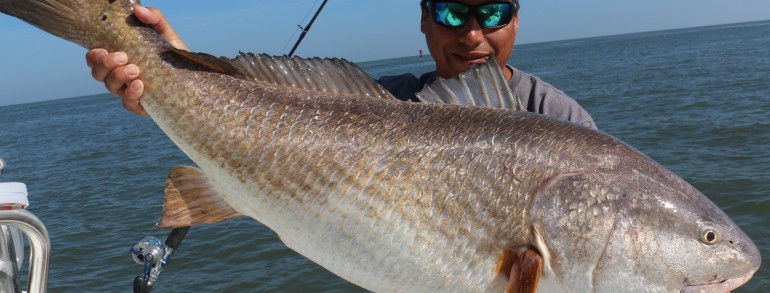 45 inch Bull Red Drum