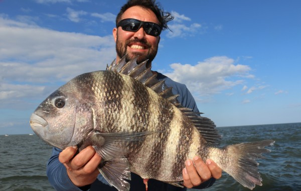 8 pound Sheepshead