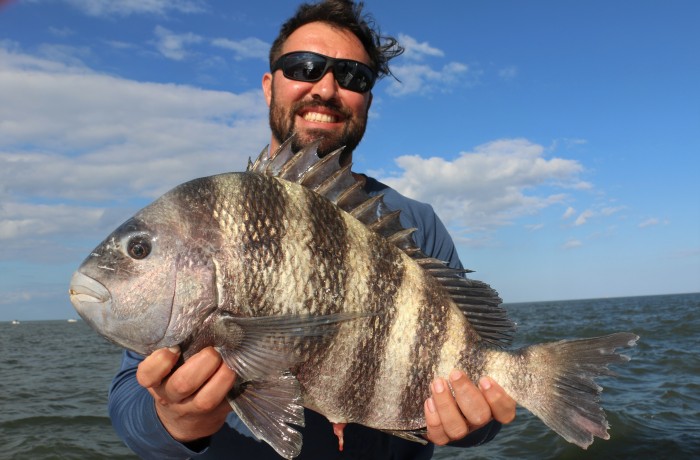 8 pound Sheepshead