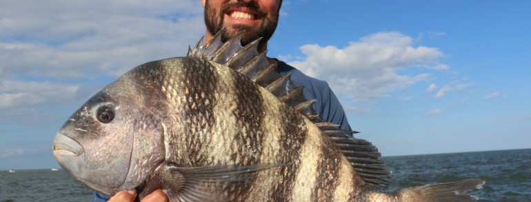 8 pound Sheepshead