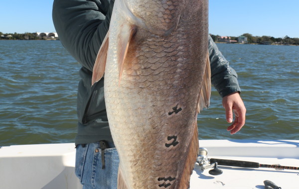44 inch Bull Red Drum
