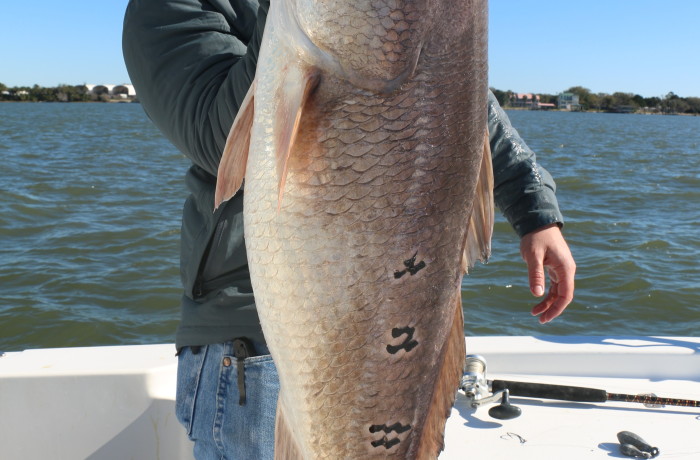 44 inch Bull Red Drum