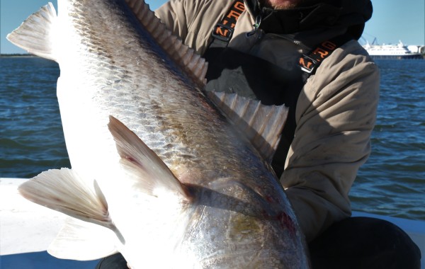 46 inch Bull Red Drum