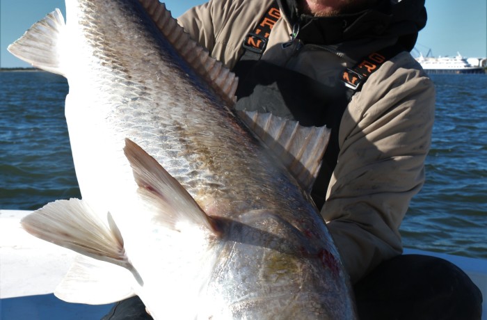 46 inch Bull Red Drum