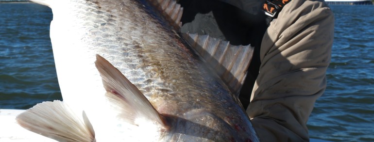 46 inch Bull Red Drum