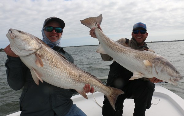 Double trouble on giant Bull Reds