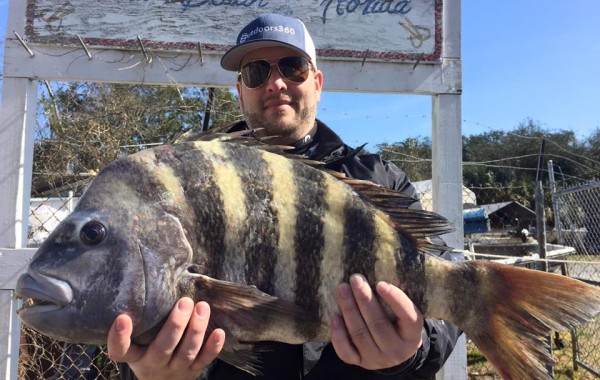 11 pound Sheepshead