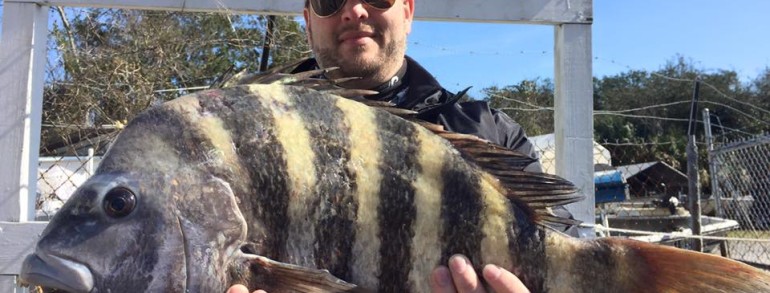 11 pound Sheepshead