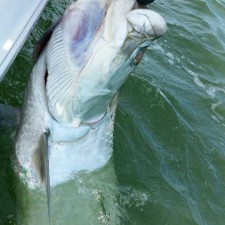 110+ pound Tarpon out of Mayport Inlet