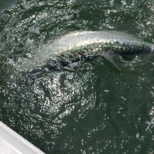 The Tarpon dance at the side of the boat