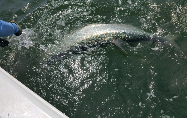 The Tarpon dance at the side of the boat