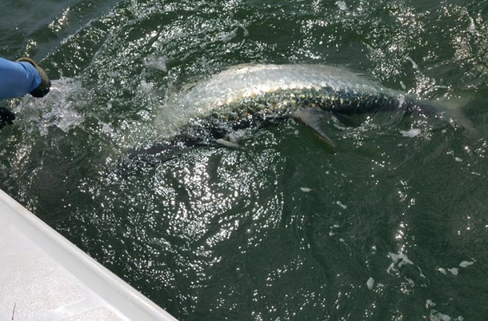 The Tarpon dance at the side of the boat