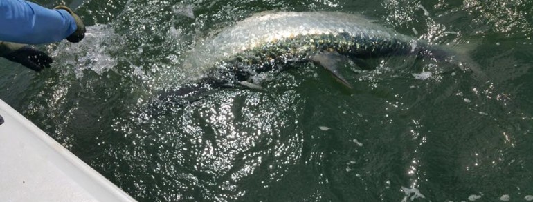 The Tarpon dance at the side of the boat