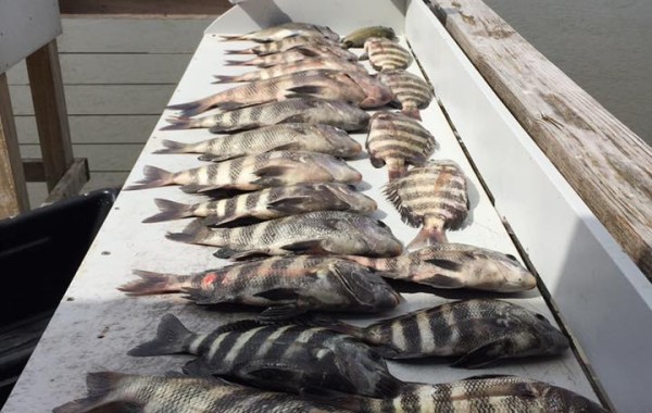 The freezer is officially full