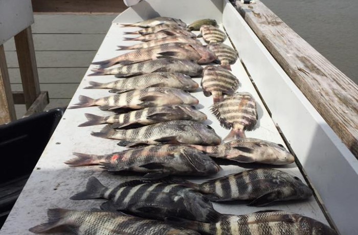 The freezer is officially full