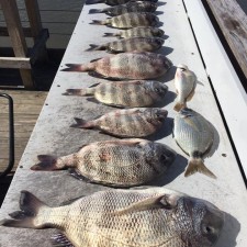 Lots of tasty Convicts