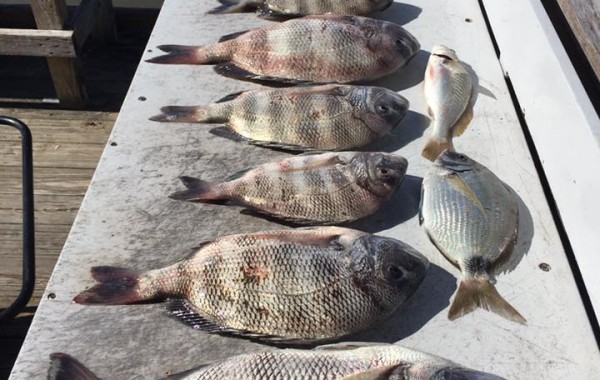 Lots of tasty Convicts