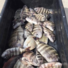 When you need a dock cart to bring in the days catch