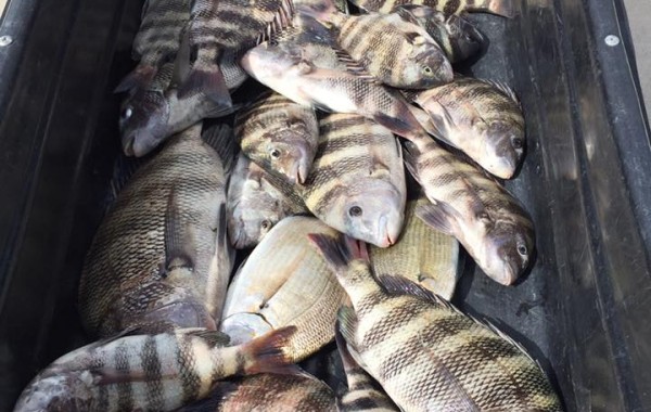 When you need a dock cart to bring in the days catch