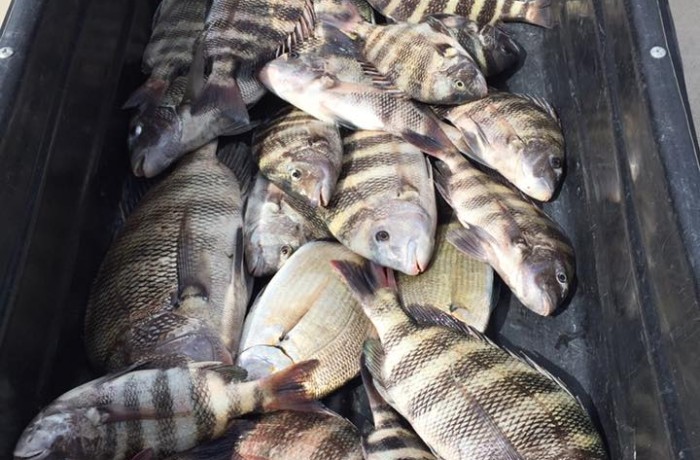 When you need a dock cart to bring in the days catch