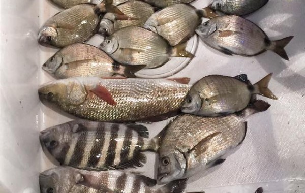 Loaded down like an offshore trip, except these were caught 4 minutes from the marina