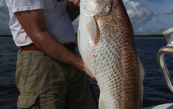 Wayne Bloom with an absolute stud Bull Red