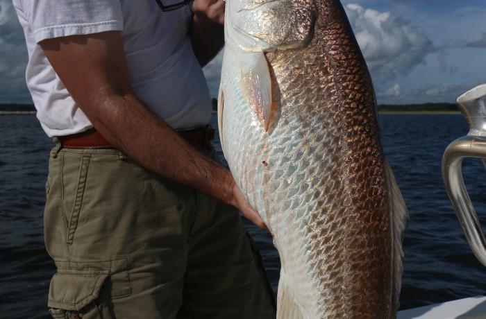 Wayne Bloom with an absolute stud Bull Red